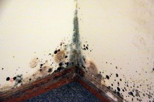 Mould on Walls